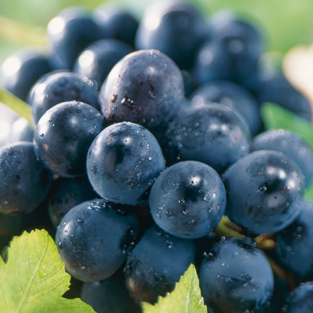 信州の種なし巨峰　９月下旬頃―１０月下旬頃お届け