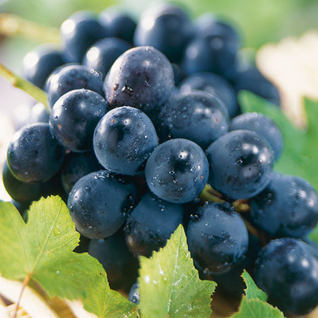 信州の種なし巨峰　９月中旬頃ー１０月上旬頃お届け