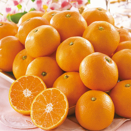 唐津産ミニハウスみかん　６月上旬頃ー７月下旬頃お届け