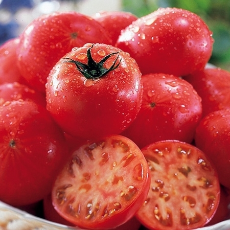 北海道北はるかのフルーツトマト　７月中旬頃―８月上旬頃お届け
