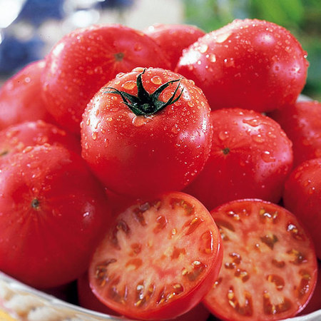 北海道北はるかのフルーツトマト　７月中旬頃ー８月中旬頃お届け