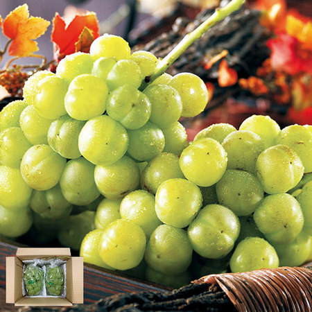 訳あり瀬戸ジャイアンツ２房　１０月上旬頃ー１０月下旬頃お届け