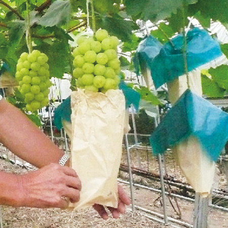 訳あり瀬戸ジャイアンツ３房　１０月上旬頃ー１０月下旬頃お届け