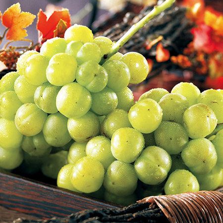 訳あり瀬戸ジャイアンツ３房　１０月上旬頃ー１０月下旬頃お届け