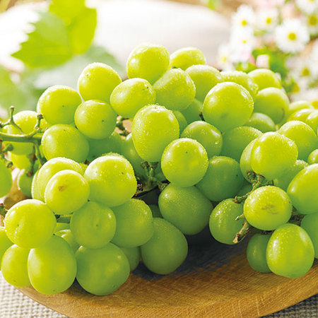 ご家庭用シャインマスカット　９月下旬頃ー１０月下旬頃お届け