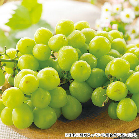 ご家庭用シャインマスカット　９月下旬頃ー１０月下旬頃お届け