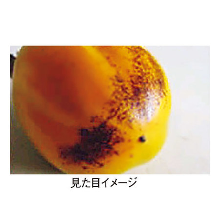 おうち専用西条柿　１０月中旬頃ー１１月上旬頃お届け