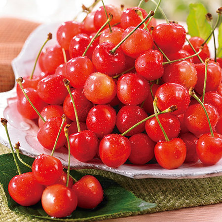 北海道仁木産さくらんぼ紅秀峰５００ｇ　７月中旬頃ー７月下旬頃お届け