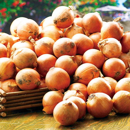 訳あり北海道産玉ねぎ１０キロ　１０月下旬頃ー１２月下旬頃お届け