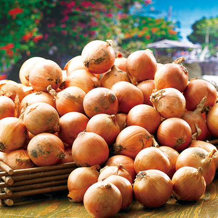 訳あり北海道産玉ねぎ１０キロ　１０月下旬頃ー１２月下旬頃お届け