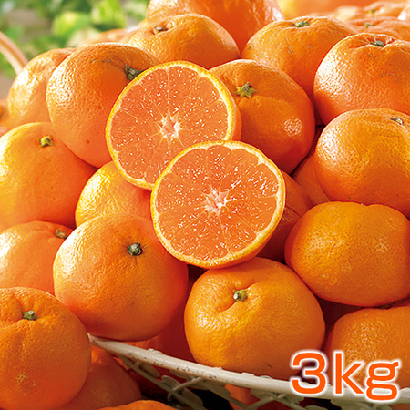 ＡＱブランドのご家庭用みかん３キロ　１１月下旬頃―１２月下旬頃お届け