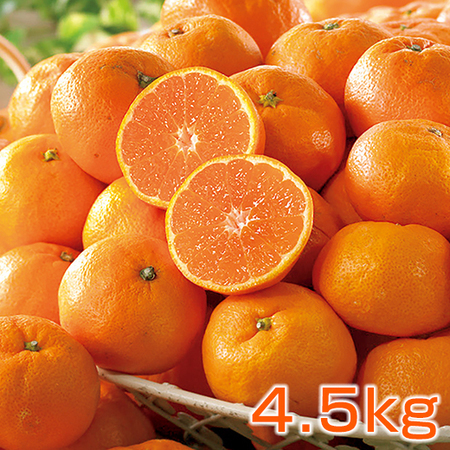 ＡＱブランドのご家庭用みかん４．５キロ　１１月下旬頃ー１２月下旬頃お届け
