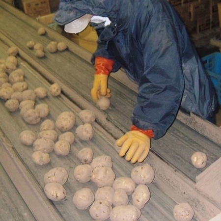 訳ありくりじゃが１０キロ　１１月上旬頃―１２月下旬頃お届け