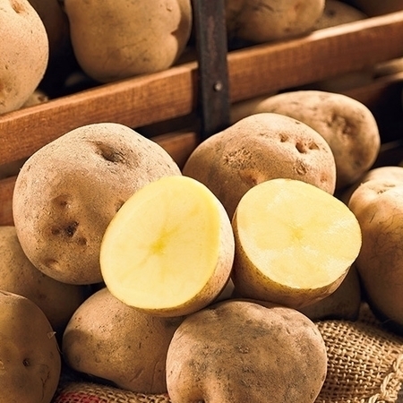 訳ありくりじゃが１０キロ　１０月下旬頃ー１２月下旬頃お届け