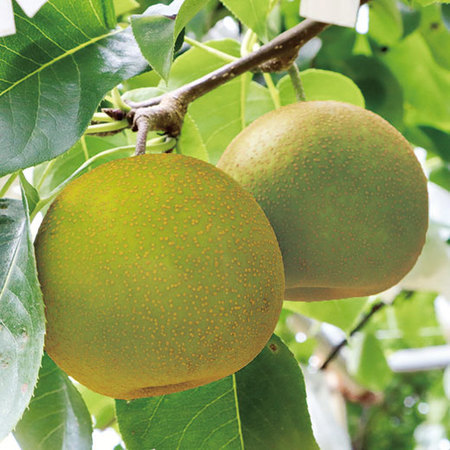 甘太梨　９月下旬頃―１０月上旬頃お届け