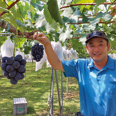 伊藤さんのナガノパープル　８月下旬頃―９月中旬頃お届け