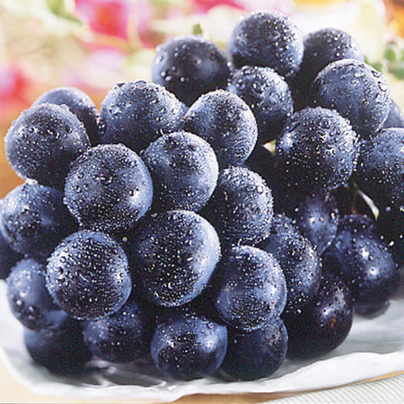 伊藤さんのナガノパープル　８月上旬頃ー９月中旬頃お届け