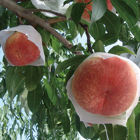西王母（せいおうぼ）桃　９月中旬頃―９月下旬頃お届け