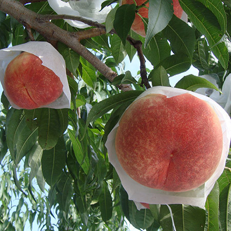 西王母桃　９月上旬頃―９月下旬頃お届け