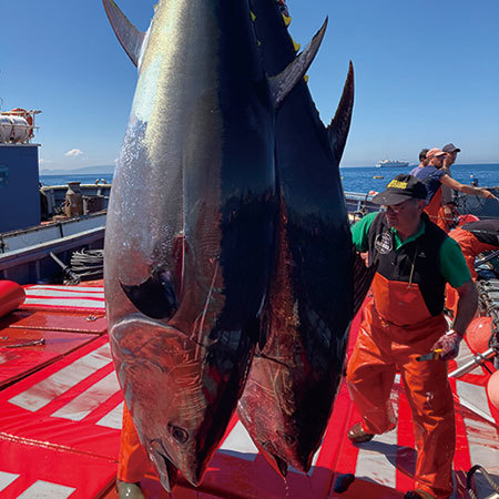 天然本マグロ切り落とし