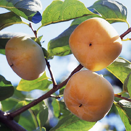 訳あり庄内柿４キロ　１０月中旬頃―１１月中旬頃お届け