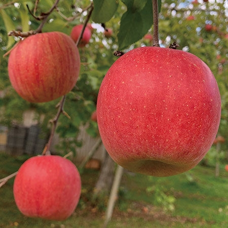 天童市自慢の王将ふじ　１２月上旬頃―１２月下旬頃お届け