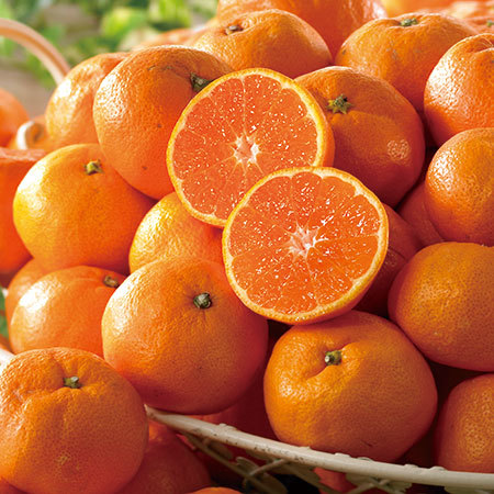 有田ゆら早生みかん５キロ　１０月下旬頃―１１月上旬頃お届け