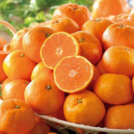 ＡＱブランドのご家庭用みかん９キロ　１１月下旬頃ー１２月下旬頃お届け