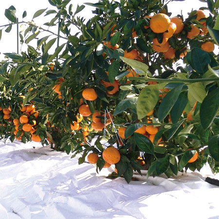 お日様にっこり！中島の中生みかん４．５キロ　１２月上旬頃―１２月下旬頃お届け