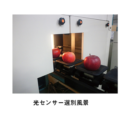 こみつ（R）　１１月下旬頃 ―１２月下旬頃お届け