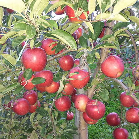 訳あり青森「サンふじ」りんご１０キロ　１１月上旬頃ー１２月下旬頃お届け