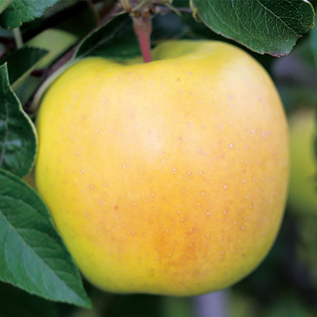 黄金ふじ　１２月上旬頃 ―１２月下旬頃お届け