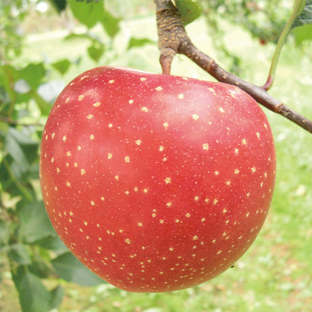 千雪りんご　１１月中旬頃 ―１２月中旬頃お届け