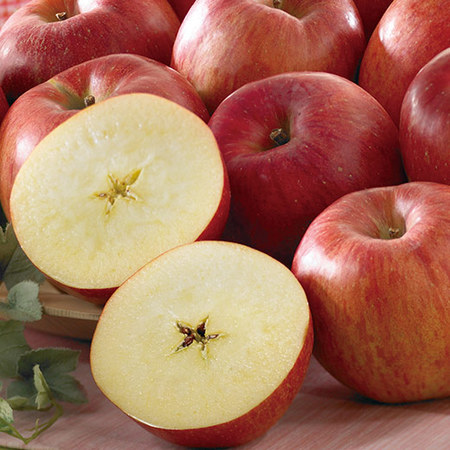 シナノドルチェ　９月下旬頃 ―１０月上旬頃お届け