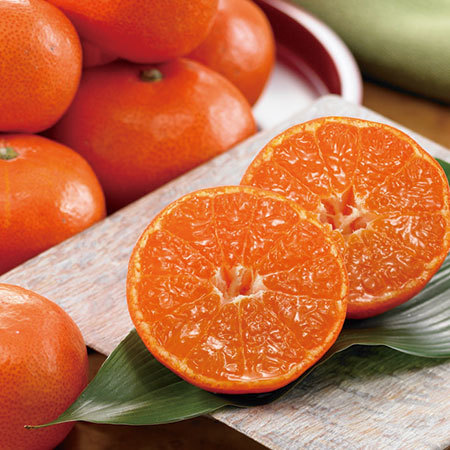 金時紅みかん５キロ　１１月中旬頃―１２月下旬頃お届け