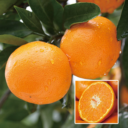 味まるみかん　１１月中旬頃―１２月下旬頃