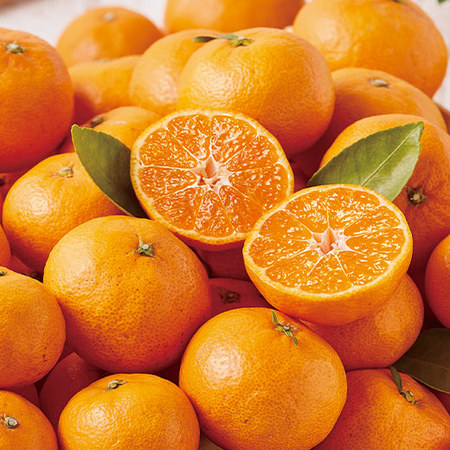 品種限定！味咲のみかん　１２月上旬頃 ―１２月下旬頃お届け