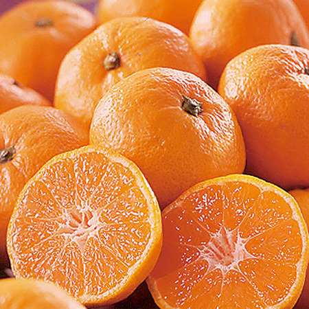 品種限定！味咲のみかん　１２月上旬頃ー１２月下旬頃お届け