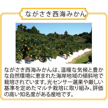 出島の華みかん　１２月中旬頃ー１２月下旬頃お届け