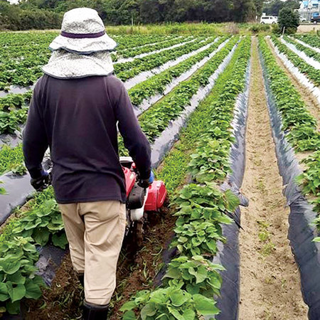 訳あり紅はるか干し芋　９月上旬頃―１２月上旬頃お届け