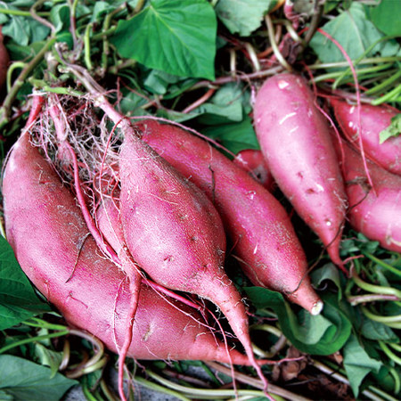 訳あり紅はるか干し芋　９月上旬頃―１２月上旬頃お届け