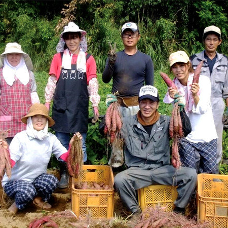 藤田さんのシルクスイート　１１月上旬頃ー１２月下旬頃お届け