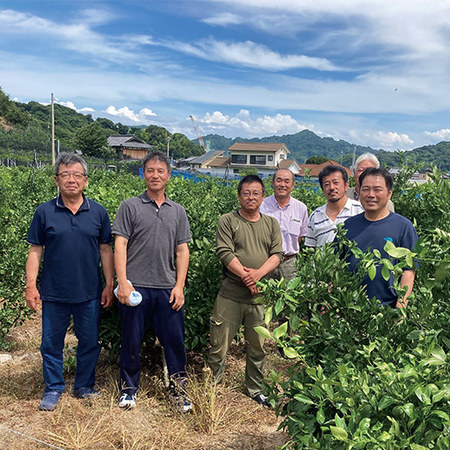 訳あり露地せとか　２０２４年２月下旬頃―３月下旬頃お届け