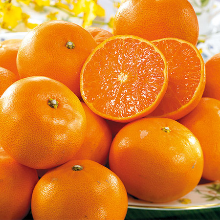 訳あり露地せとか　２０２４年２月下旬頃―３月下旬頃お届け