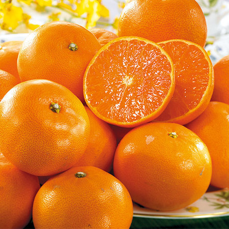 訳あり露地せとか　２０２６年２月下旬頃ー２０２６年３月下旬頃お届け