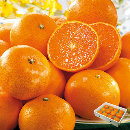 露地せとか（贈答用）　２０２４年２月下旬頃―３月下旬頃お届け