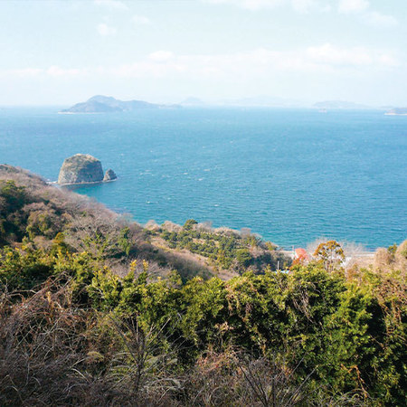 露地せとか（贈答用）　２０２５年２月下旬頃―３月下旬頃お届け