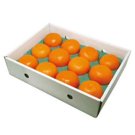 露地せとか（贈答用）　２０２６年２月下旬頃ー２０２６年３月下旬頃お届け