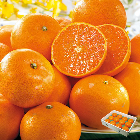 露地せとか（贈答用）　２０２６年２月下旬頃ー２０２６年３月下旬頃お届け