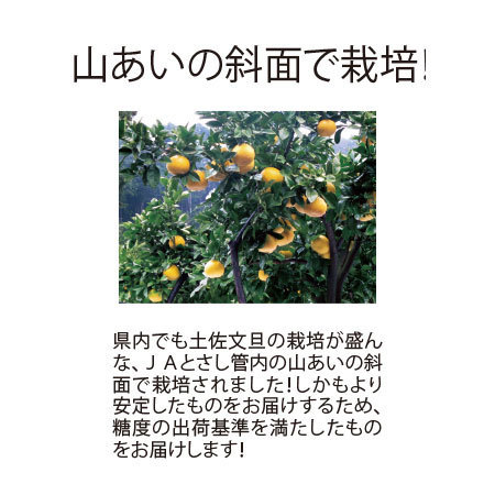 訳あり土佐文旦（大玉）　２０２４年２月中旬頃―３月中旬頃お届け